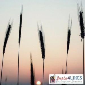 Instagram Incorporates Automatic Translations