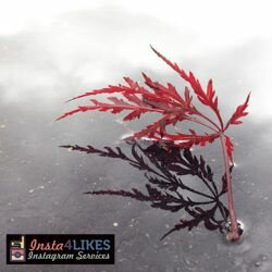 buy 20 instagram likes on insta4likes.com