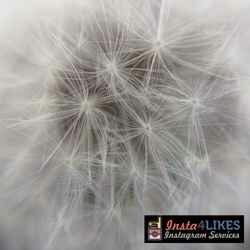 Real Instagram likes