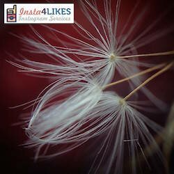 Buy 50 Instagram LIKES and 2 COMMENTS