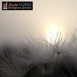 Get Twitter followers